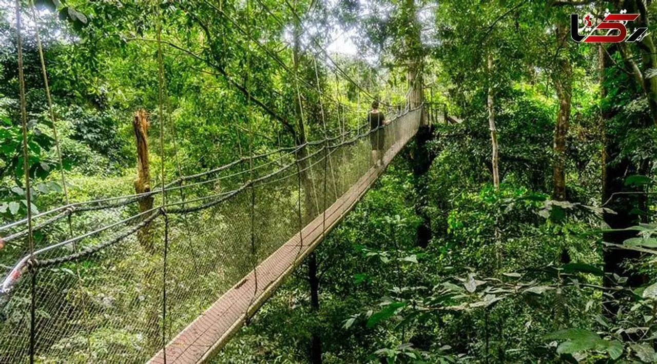 جنگلی ۱۳۰ میلیون ساله با انسان‌های غارنشین/سفرهایی به عمق طبیعتی رویایی
