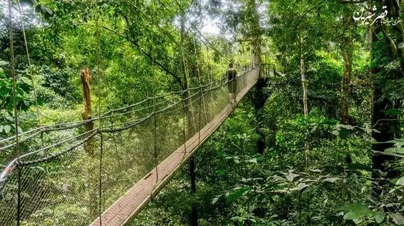 جنگلی ۱۳۰ میلیون ساله با انسان‌های غارنشین/سفرهایی به عمق طبیعتی رویایی