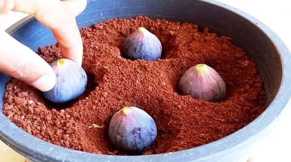 کاشت انجیر به روش ساده + فیلم