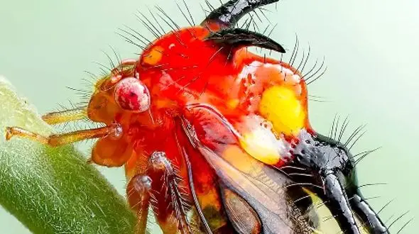 آیا شیطان شاخدار حقیقت دارد؟ تصاویر جدید از اکوادور