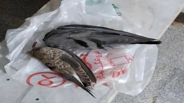 از دستگیری شکارچی قمری تا انتشار عکس در فضای مجازی شکارچی را لو داد