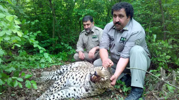 پلنگ ایرانی در تله سیمی شکارچیان جان داد