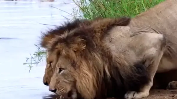 از زیبایی توله یوزپلنگ در دشت تا آب خوردم همزمان دو شیر نر