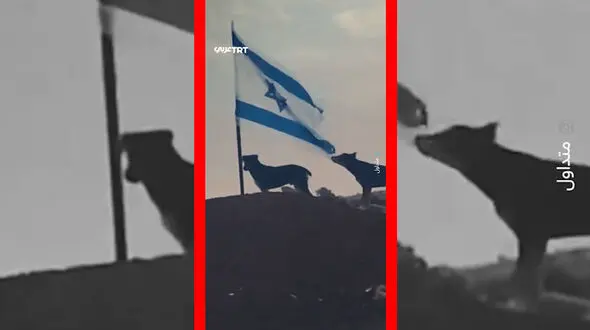 فیلم لحظه پاره شدن پرچم اسرائیل توسط سگ ولگرد