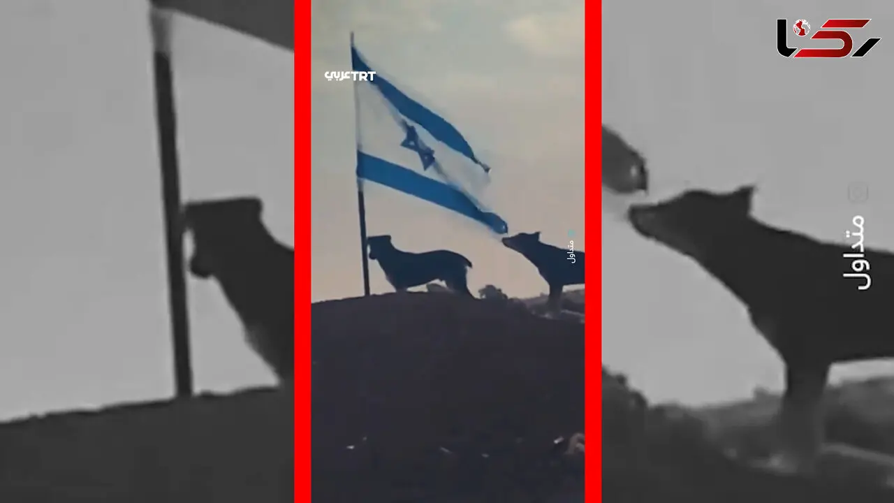 فیلم لحظه پاره شدن پرچم اسرائیل توسط سگ ولگرد