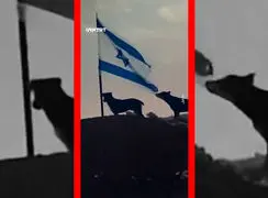 فیلم لحظه پاره شدن پرچم اسرائیل توسط سگ ولگرد