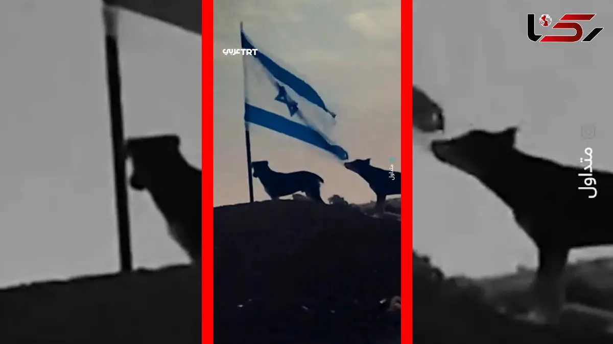 فیلم لحظه پاره شدن پرچم اسرائیل توسط سگ ولگرد
