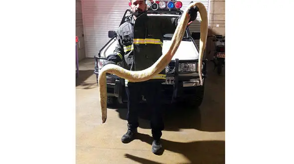 کشتن مار بوآ در شاهین شهر+عکس