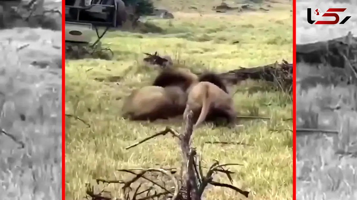 فیلم کشته شدن کفتار توسط دو شیر نر