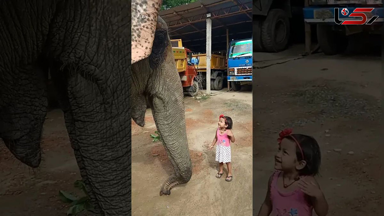 فیلم/ دوستی باورنکردنی یک دختربچه سه ساله با یک فیل عظیم الجثه