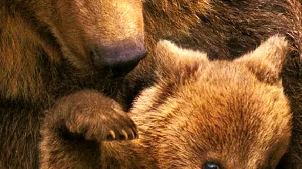 از هم نوع خواری بین شیر ها تا شکار شدن گنجشک توسط اردک