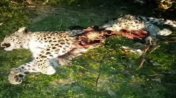 کشف لاشه یک قلاده پلنگ در چهاردانگه ساری