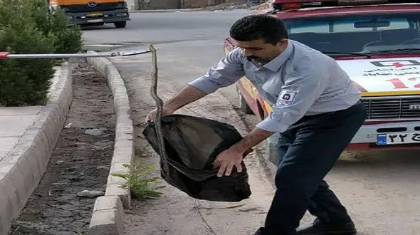 عکسی عجیب از پرسه زدن مار بازیگوش در مهاباد / مردم شوکه بودند