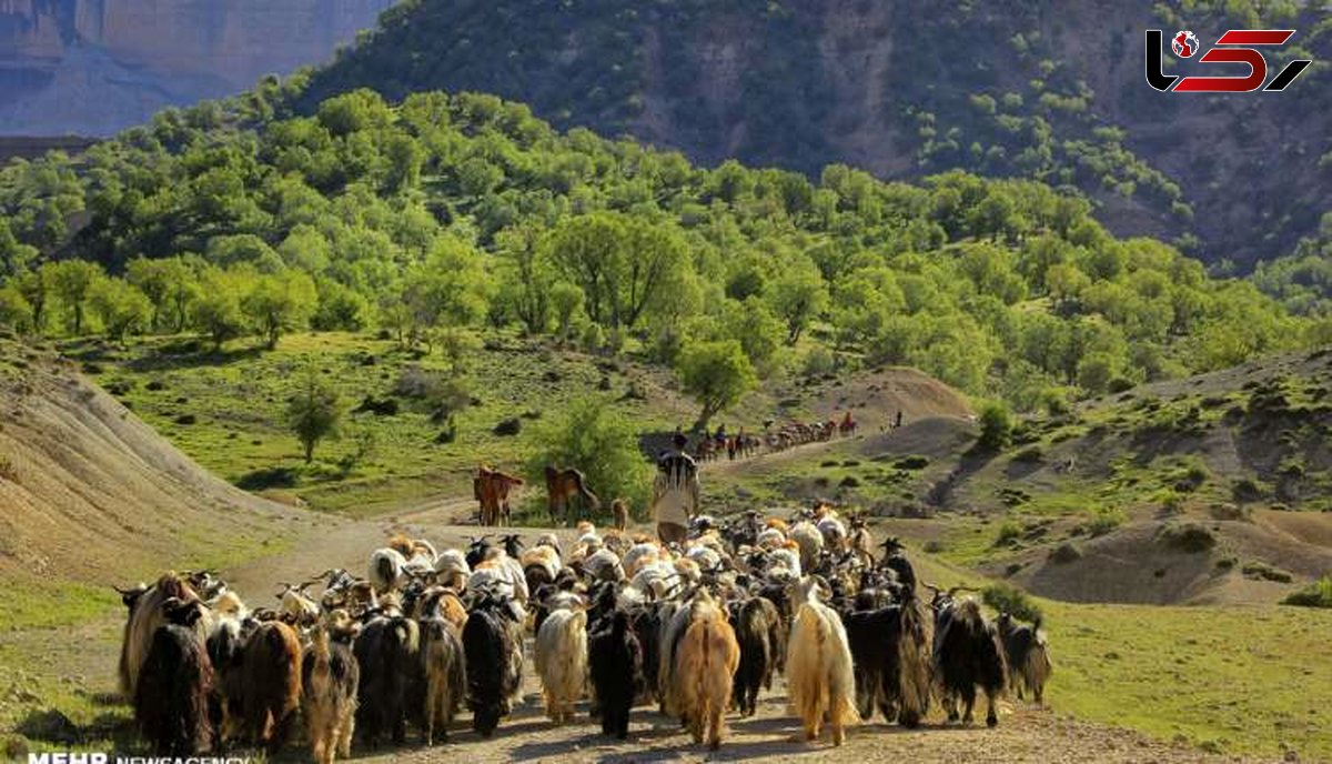 کوچ بهاره بیش از ۱۱ هزار خانوار عشایری لرستان آغاز شد