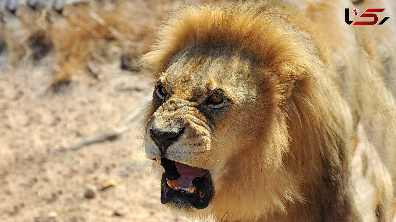 وحشت از یک شیر وحشی سرگردان در ارومیه + جزییات