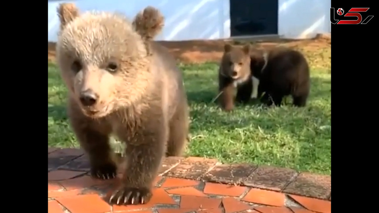 این توله خرس ها به سمت شما می آیند! + فیلم