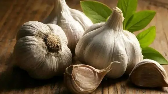 لاغری با سیر خام ناشتا؛ حقیقت چیست؟