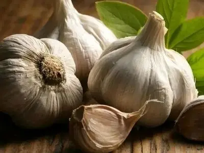 لاغری با سیر خام ناشتا؛ حقیقت چیست؟