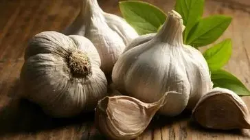 لاغری با سیر خام ناشتا؛ حقیقت چیست؟