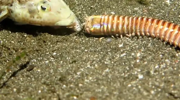 شکاری که تبدیل به شکارچی می شود + فیلم