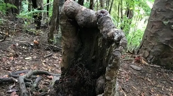 کنده درختی که به طور شگفت‌انگیزی زنده مانده +عکس