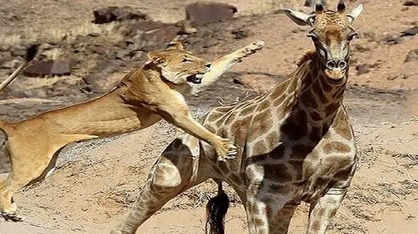 فیلم جنگ زرافه با شیر گرسنه /  سلطان جنگل زیر پاهای بلند له شد 