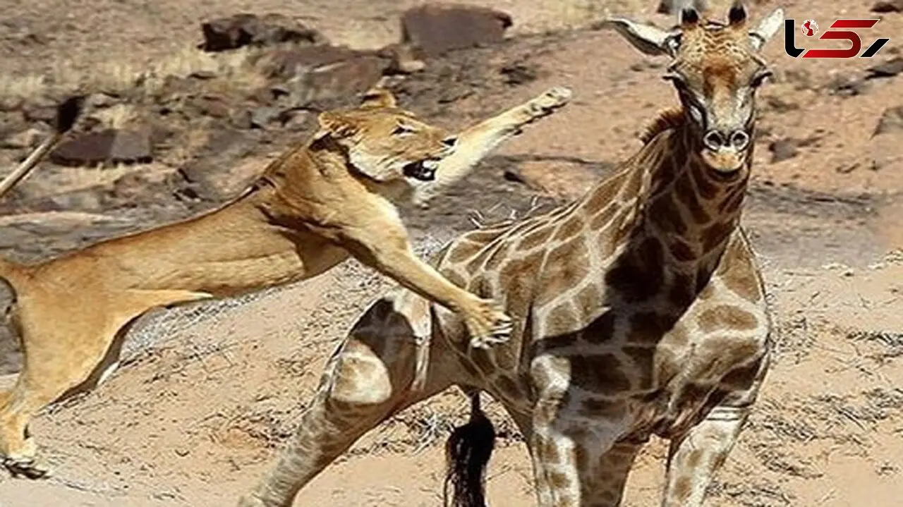 فیلم جنگ زرافه با شیر گرسنه /  سلطان جنگل زیر پاهای بلند له شد 