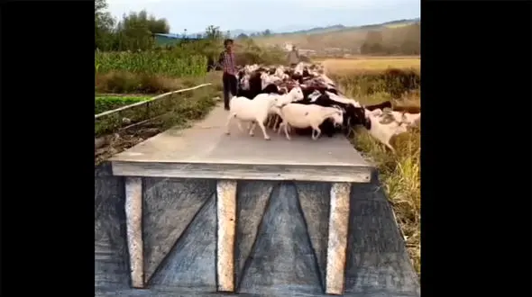 ببینید / سرکار گذاشتن گله گوسفندها با نقاشی سه بعدی + فیلم جالب