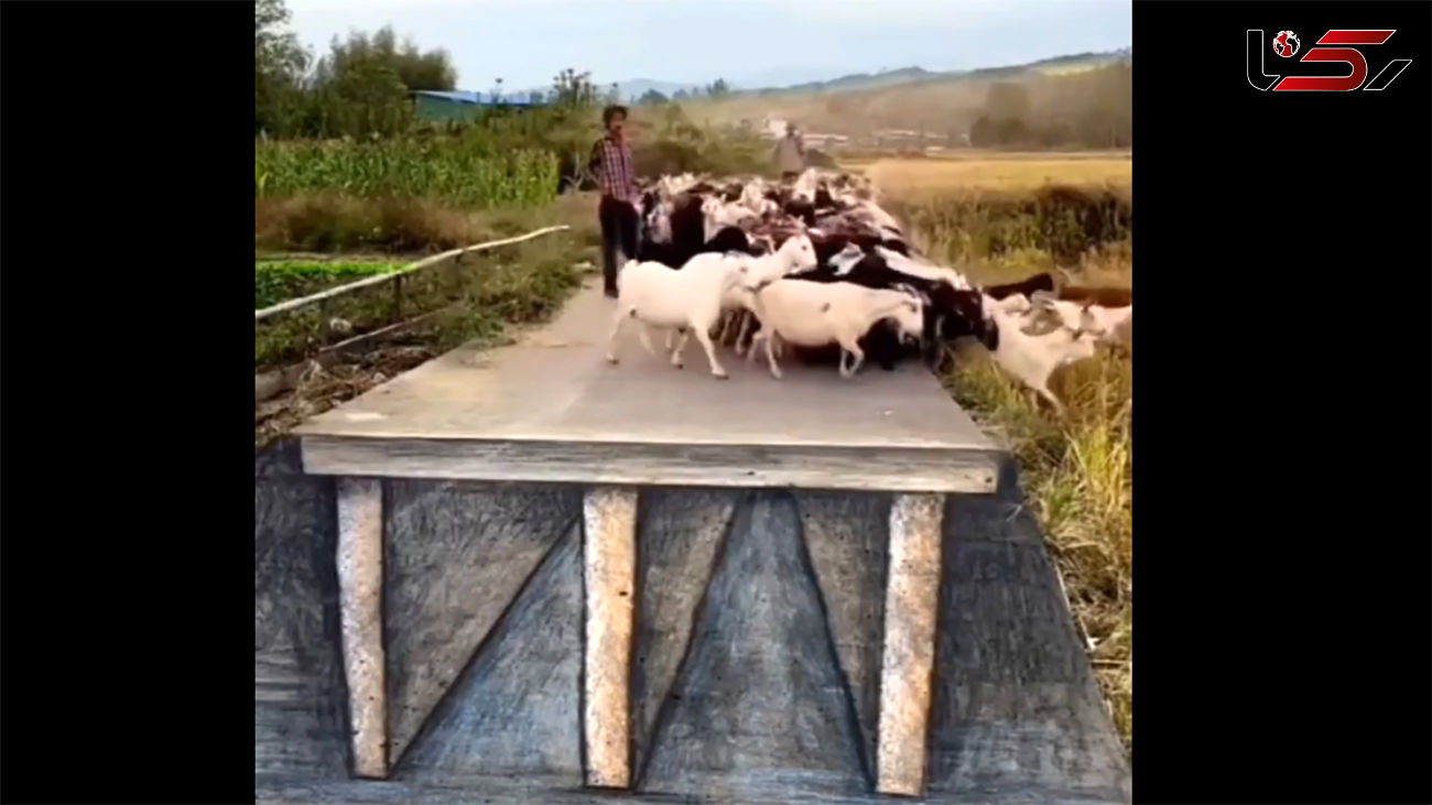 ببینید / سرکار گذاشتن گله گوسفندها با نقاشی سه بعدی + فیلم جالب