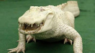 زیباترین تمساح جهان معروف به مروارید +عکس