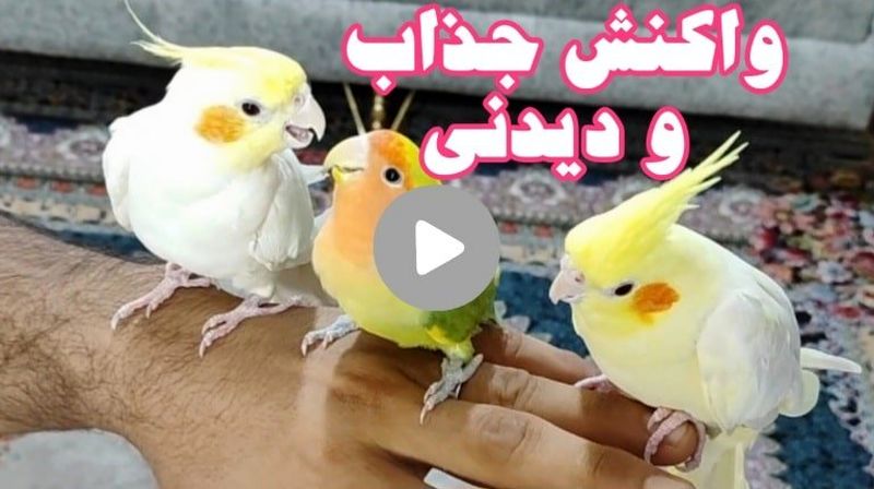 فیلم حرکات جذاب عروس هلندی سخنگو