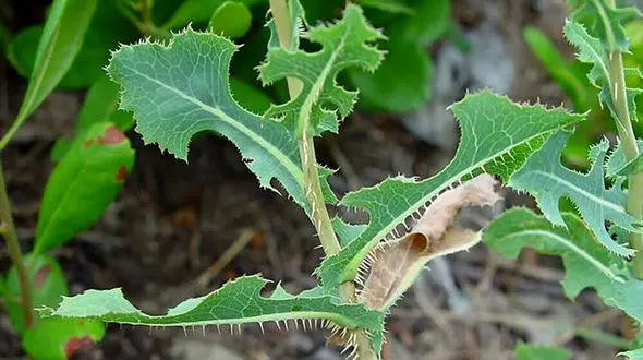  قوی‌ترین گیاه دارویی برای درمان درد 