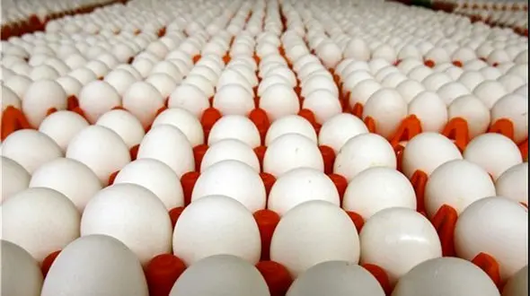 تخم‌مرغ‌های ترکیه‌ای در راه ایران!