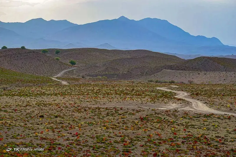 دشت زیبای ریواس 17