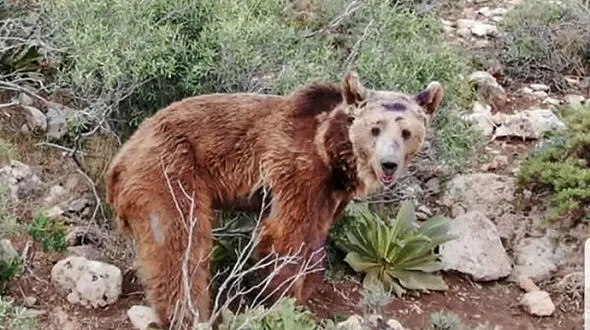 بازگشت خرس قهوه‌ای به طبیعت