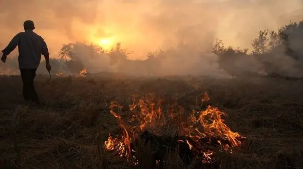 3 پیشنهاد پولساز برای شالیکاران تا کاه و کلش را نسوزانند / کاهش حاصلخیزی مزارع برنج با سوزاندن کاه و کلش