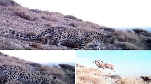 عکس / پلنگ ایرانی هنگام شکار قوچ وحشی