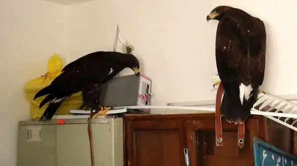 کشف 2 عقاب از خانه 2 جوان آشتیانی + عکس 