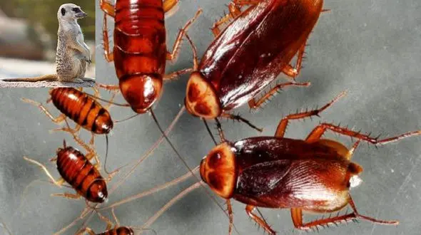 انتقام عجیب مجردها در روز ولنتاین! / سارا جشن بزرگی راه انداخت