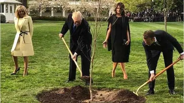 درخت اهدایی مکرون به ترامپ ناپدید شد!+عکس 