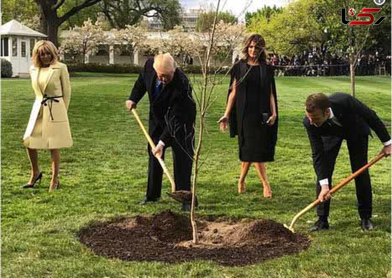 درخت اهدایی مکرون به ترامپ ناپدید شد!+عکس 