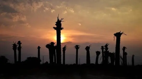 اشک و ماتم خوزستانی ها در مراسم ختم 5 میلیون نخل مرده !