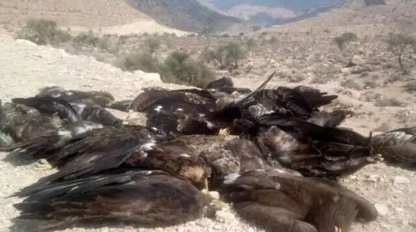 آزمایش های دامپزشکی هم دلیل این فاجعه را تشخیص ندادند+ عکس