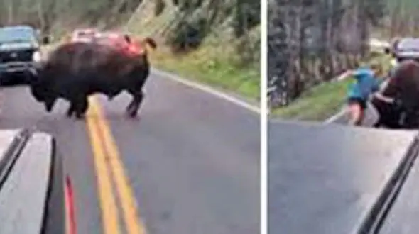 عذرخواهی از گاومیش مقابل دوربین + عکس