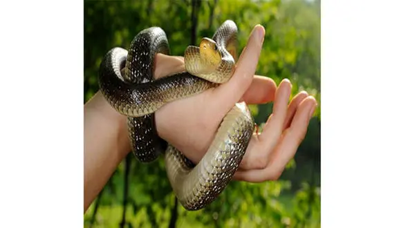 این زن جوان 5 مار کمیاب و زنده را در لباس زیرش پنهان کرده بود + عکس های باورنکردنی