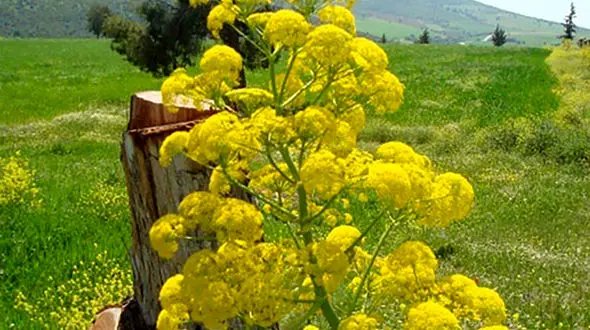 بهترین جایگزین مورفین و دیکلوفناک در عصاره یک گیاه 