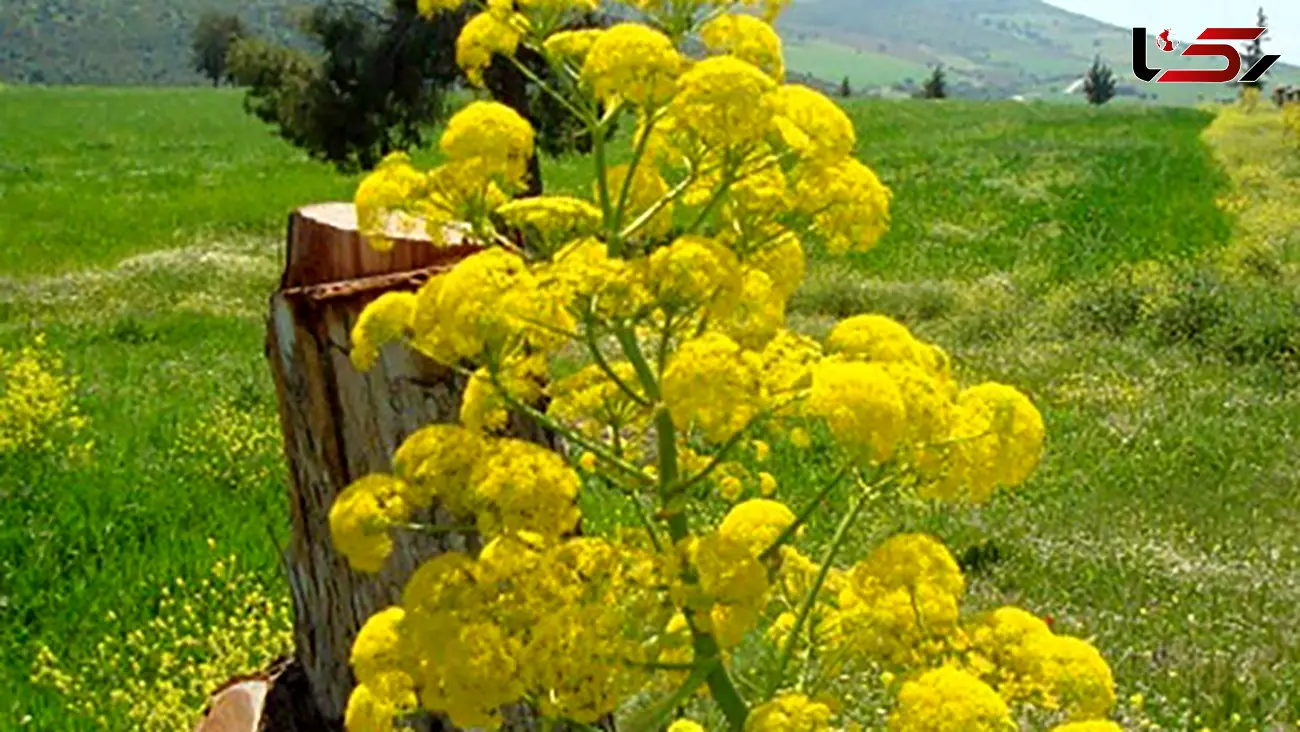 بهترین جایگزین مورفین و دیکلوفناک در عصاره یک گیاه 