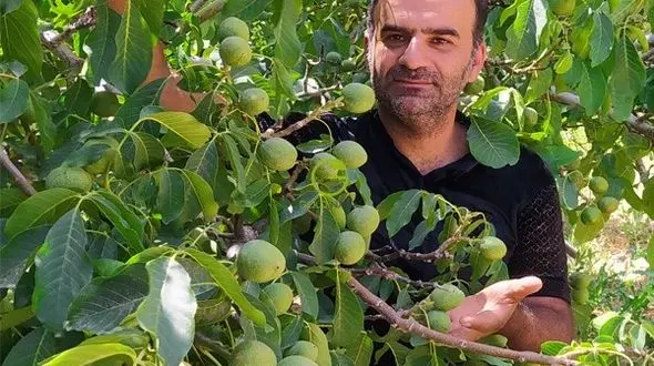 تولید نهال گردویی با 300 کیلو باردهی در سال همه را شگفت زده کرد!