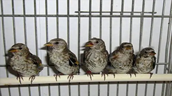50 قطعه پرنده اسیر در قفس تحویل محیط زیست شدند