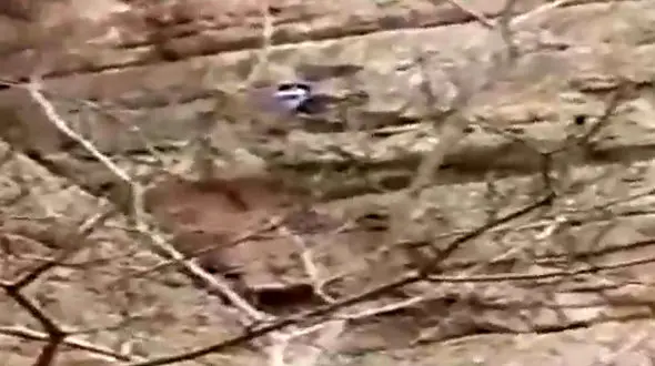 مرگ کوهنورد جوان بر اثر سقوط از کوه در خمینی‌‌شهر + فیلم